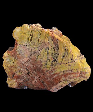 Holbrook Petrified Wood